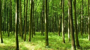 BLOG: De bomen en het bos van eHealth
